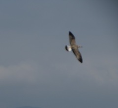 Larus