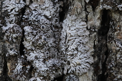 Physconia americana