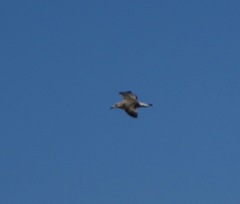 Larus