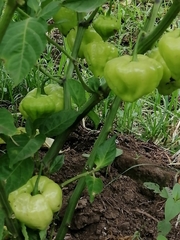 Capsicum chinense