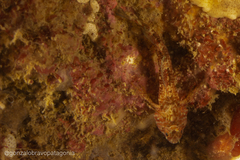 Helcogrammoides cunninghami