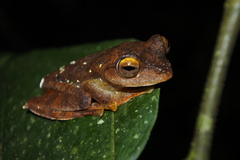 Rhacophorus margaritifer