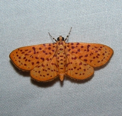 Polygrammodes eleuata