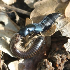 Acanthoiulus cassinensis