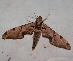 Protambulyx eurycles