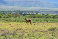 Damaliscus pygargus phillipsi