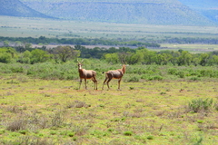 Damaliscus pygargus phillipsi