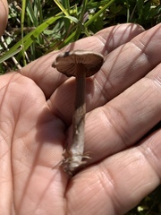 Fungi