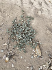 Tidestromia suffruticosa