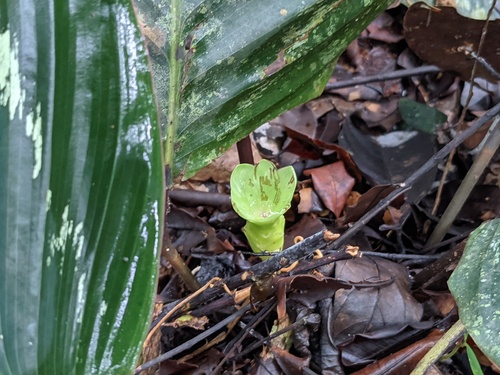 Goeppertia roseopicta