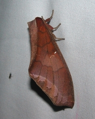 Colax apulus