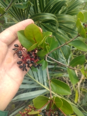 Guapira pernambucensis