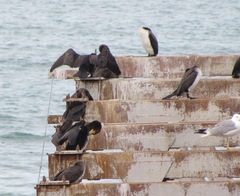 Phalacrocorax carbo