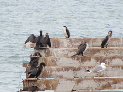 Phalacrocorax carbo