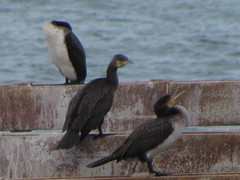Phalacrocorax carbo