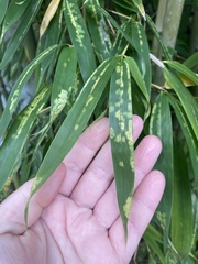 Stigmaeopsis celarius