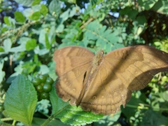 Junonia iphita