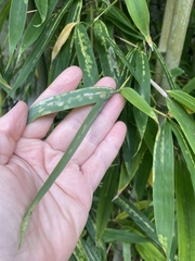 Stigmaeopsis celarius