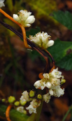 Cuscuta rostrata