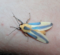 Sutonocrea lobifer