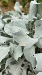 Magnoliopsida