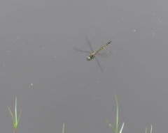 Hemicordulia armstrongi