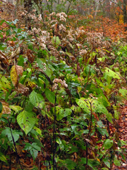 Ageratina roanensis