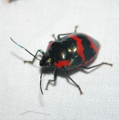 Augocoris gomesii