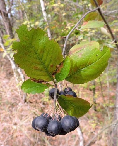 Aronia mitschurinii nuotrauka