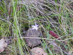 Wahlenbergia gymnoclada