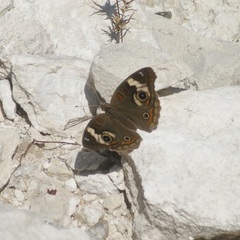 Junonia coenia coenia