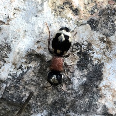 Ronisia barbarula