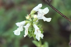 Stachys recta subcrenata