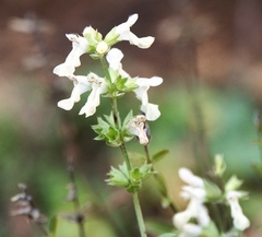 Stachys recta subcrenata