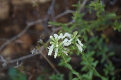 Stachys recta subcrenata