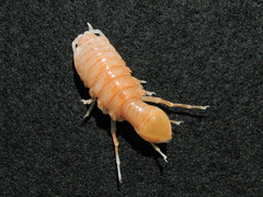 Syscenus infelix