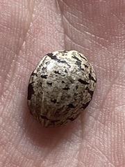 Manihot chlorosticta