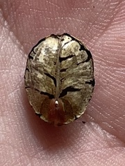 Manihot chlorosticta