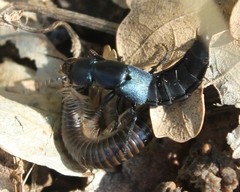 Acanthoiulus cassinensis