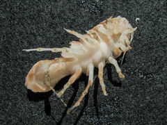 Syscenus infelix