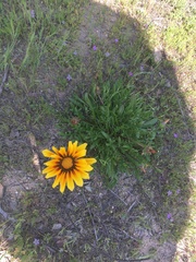 Gazania linearis