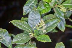 Psychotria erythrocarpa