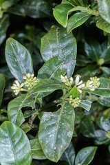 Psychotria erythrocarpa