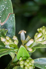 Psychotria erythrocarpa