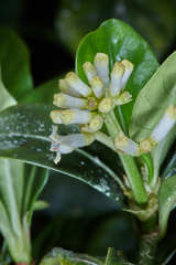 Psychotria erythrocarpa