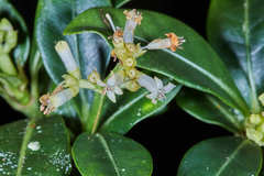 Psychotria erythrocarpa