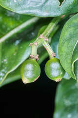 Psychotria erythrocarpa