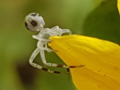 Misumena vatia