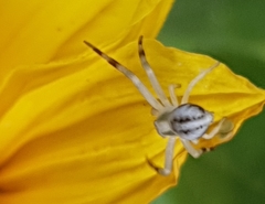 Misumena vatia