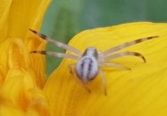 Misumena vatia